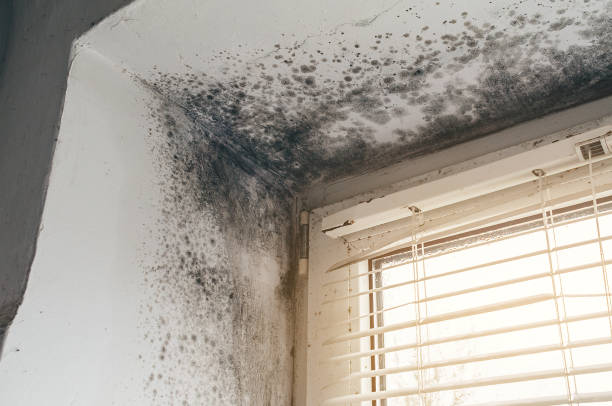 Affordable Mold Cleanup solutions in Tilghman, MD